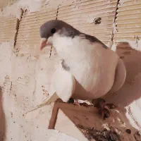 شصتی گبودنر|پرنده|الوند, |دیوار