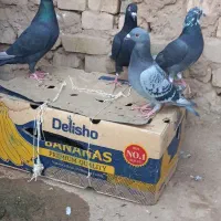 لوستر چوبی کفتر