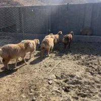 بره ماده فروشی