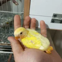 طوطی برزیلی سرلاکی