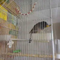 مینا سخنگو|پرنده|قم, پردیسان|دیوار