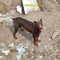 دوبرمن وارداتی