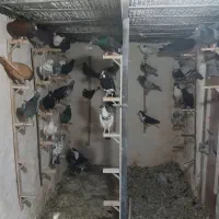 30تا نر سوراخ