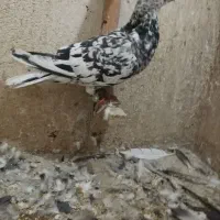 کفتر هفت رنگ دم سفیدوزرد دم سفیدجفت|پرنده|مشهد, امیر المومنین|دیوار