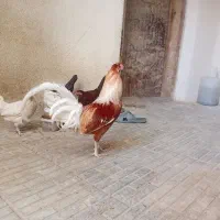 خروس جوان و سالم
