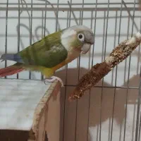 ۱جفت گرینچیگ|پرنده|قرچک, پویینک|دیوار