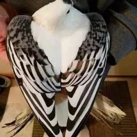 چخ کبوتر رنگی ودورگ