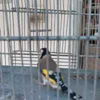 سهره نره نقاب قفل سرو نقاب دار|پرنده|کهریزک, |دیوار