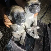 توله سگ اصفهانی