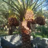 فروش رطب برحی خرمای برحی و زاهدی