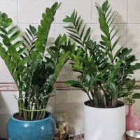 زاموفیلیا سرسبز و پر