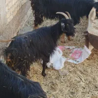 میش بز دوبر