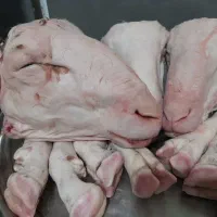 کله پاچه بره وشیشک