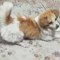 سگ پیدا شده