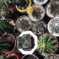 خدمات باغبانی گل و گیاهان آپارتمانی داخل منزل|خدمات باغبانی و درختکاری|تبریز, |دیوار