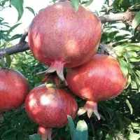 نهالستان حاج عبدالله|خدمات باغبانی و درختکاری|اصفهان, دانشگاه اصفهان|دیوار