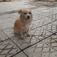 سگ اهلی|سگ|الیگودرز, |دیوار