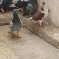 فروش کبوتر