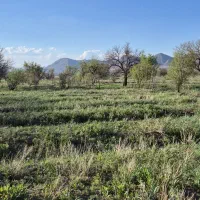 باغ انگوری در روستای دینه کبود