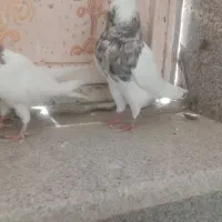 طوقی