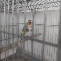 پرنده سهره معاوضه با سهره خاکی