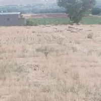 کلش گندم آبی تازه 30عدد