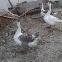 غاز|حیوانات مزرعه|بهبهان, |دیوار