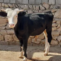 گوساله نر