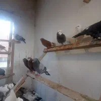 کبوتر پرشی و فوق العاده زیبا و خال قدیم|پرنده|ساری, |دیوار