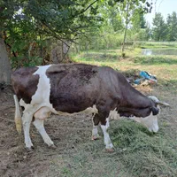 گاوشکمدار|حیوانات مزرعه|رشت, لاکان|دیوار
