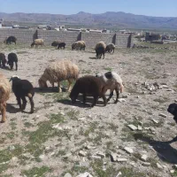 گوسفند میش بره