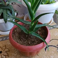 گل طبیعی|گل و گیاه طبیعی|فردوس (خراسان), |دیوار