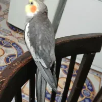 عروس هلندی گمشده