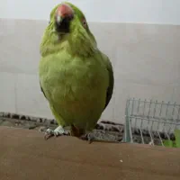 طوطی ملنگو سوخن گو کشیده|پرنده|شیراز, شهرک مهرگان|دیوار