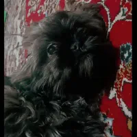 سگ شیتزو فلت ماده|سگ|مشهد, امام خمینی|دیوار