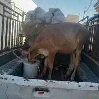 گوساله جرسی کور برای قصابی|حیوانات مزرعه|اهواز, اسلام آباد شرقی|دیوار