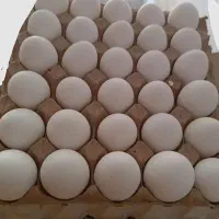 شانه خالی تخم مرغ