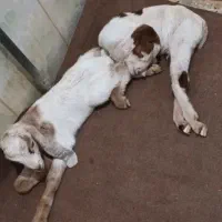 کبوتر زاغ دورگ ازم رفته شونه هست جوجه داره بخوون