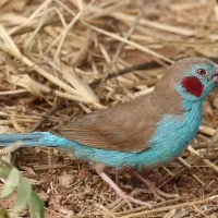 فنچ اروپایی