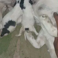 سگ دو تا توله و مادرش