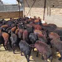 گوسفند شیشک بره ماده