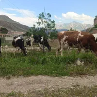 به یک کارگر در گاوداری صنعتی نیازمندیم