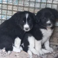 واگذاری توله سگ قدرجونی