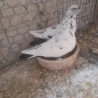 کبوتر|پرنده|کاشان, گبرها|دیوار