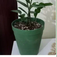 گل فیکوس الاستیکا ، سانسوریا ابلق ، زاموفیلیا|گل و گیاه طبیعی|تهران, شهرک چیتگر|دیوار