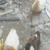 سه عدد اردک بزرگ|حیوانات مزرعه|کیانشهر, |دیوار