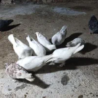 کبوتر تهرانی