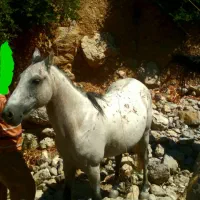 فروش اسب|اسب و تجهیزات اسبسواری|دوگنبدان, |دیوار