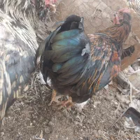 خروس و جوجه خروس|حیوانات مزرعه|جیرفت, |دیوار