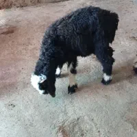 1 راس بره نر بختیاری